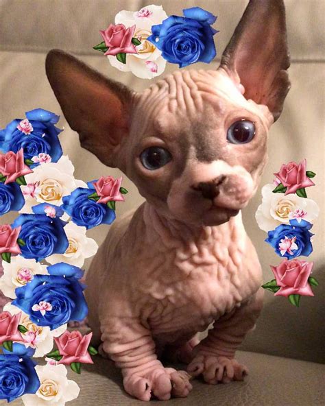 Strange Sphynx And Elfs On Instagram “im Just Sayin I Need Some Lovestrangesphynxandelfs