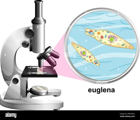 Microscope With Anatomy Structure Of Euglena On White Background