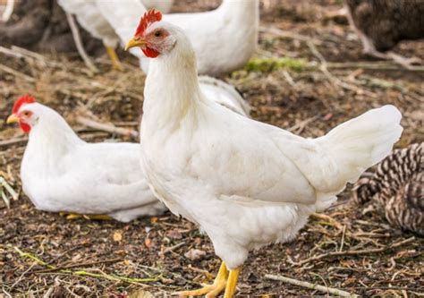Inilah Bahaya Ayam Broiler Yang Harus Anda Tahu Kirim Ayam