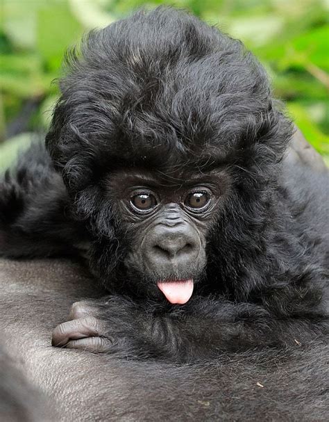 Baby Gorilla Shows Off His Bouffant Hair Do In Virunga National Park