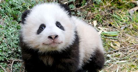 Endangered Spotlight Pandas Alanasendangeredanimals