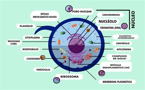 Todas As Estruturas Abaixo São Observadas Nas Células Procariontes Exceto