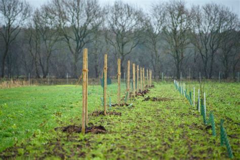 Regenerative Agriculture Everything You Need To Know Ecowatch