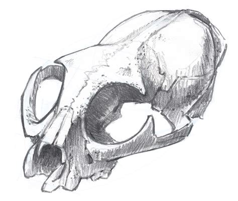 Bobcat Skull 12 John Muir Laws