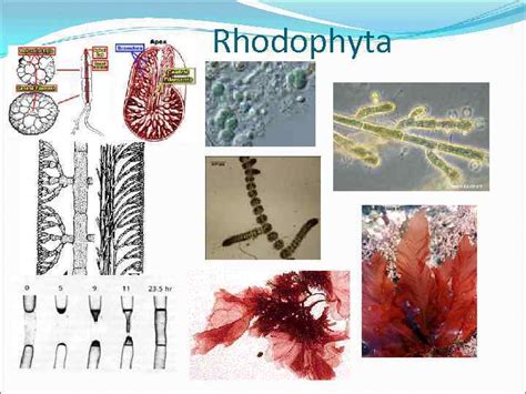 What Are The Characteristics Of Rhodophyta