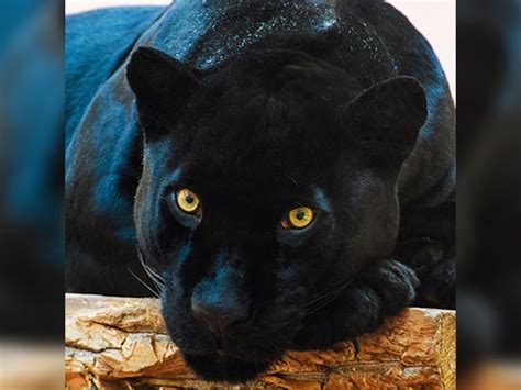 Pick An Animal And Know About Your Dark Side - Boldsky.com