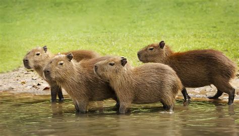 What Is A Group Of Capybaras Called And How Do They Behave A Z Animals