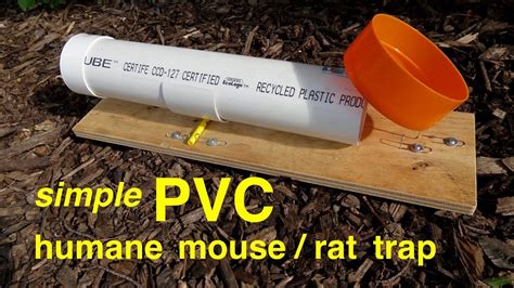 How To Make A Simple PVC HUMANE RAT MOUSE TRAP YouTube