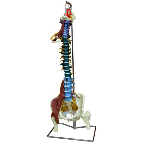 Muscle Spine With Disorders With Stand