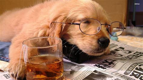 Dog With Glasses Sleeping Wallpaper Doge Wallpaper