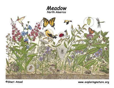 In each of the photos, the populations of animals are found in a specific area. Meadow Poster