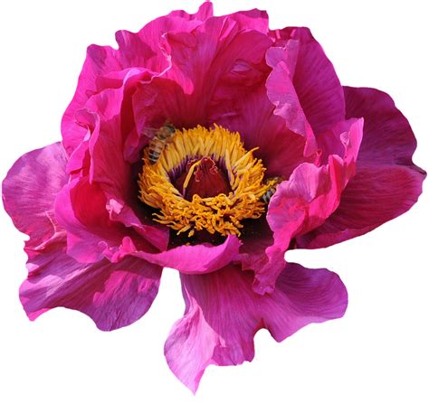 Rose Blossom Bloom · Free Photo On Pixabay