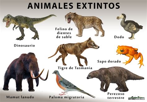 Causa De La Extincion De Los Animales Exoticos