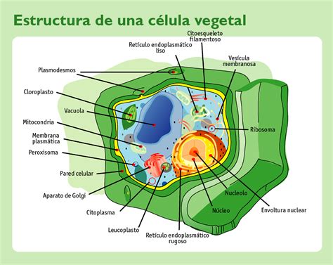 Partes De La Celula Vegetal Y Sus Funciones Encuentra Lo Que