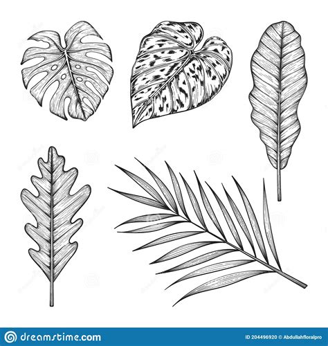 Hand Drawn Tropical Leaves Set Stock Vector Illustration Of Doodle