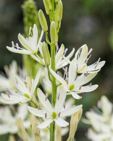 Camassia Leichtlinii Alba White Bulbs — Buy Online At Farmer Gracy