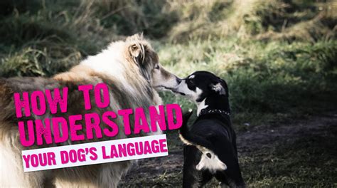 How To Understand Your Dogs Language