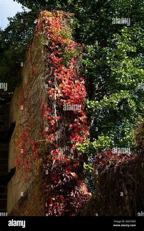 Autumnal Red Ivy Climbing Up An Old Surviving Stone Wall From A