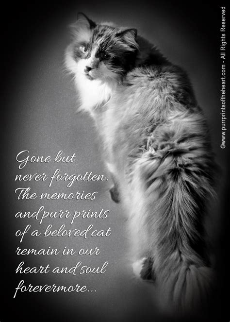 Coping With Pet Loss And Grief Purr Prints Of The Heart A Cats Tale