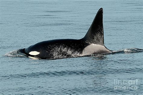 Male Orca Killer Whale In Monterey Bay Nov 2012 Photograph By Monterey