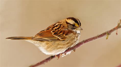 Sparrow Hd Birds 4k Wallpapers Images Backgrounds Photos And Pictures