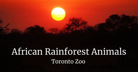 African Rainforest Animals Toronto Zoo Joyful Learning