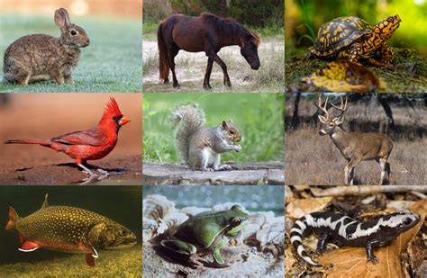 North Carolinas Native Animals Quiz By Quizzesforme