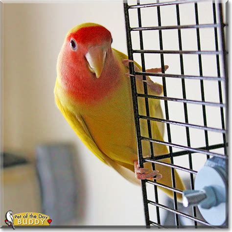 Lutino Peach Faced Lovebird