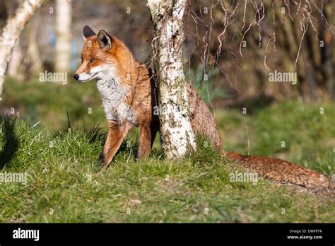 European Red Fox In The Uk February Stock Photo Alamy