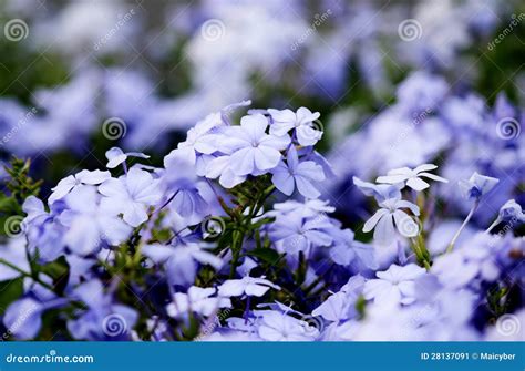 Light Blue Flowers Stock Image Image Of Suanluang Thailand 28137091