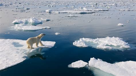 Or, il sâ agit de lâ habitat principal de lâ ours polaire. Lours Blanc Ou Vit Il - Pewter