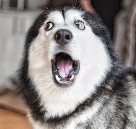 25 Photos That Will Make You Want A Couple Of Huskies Right Now Cutesypooh Смешные животные