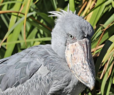 Birdfiles Pictures Shoebill Balaeniceps Rex 1 By Kell