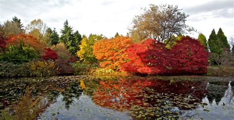 Where To Find Autumn Foliage In Victoria And Vancouver Gardens Curated