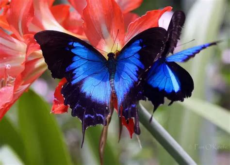The Breathtaking Colors Of The Most Beautiful Butterflies 17 Pictures