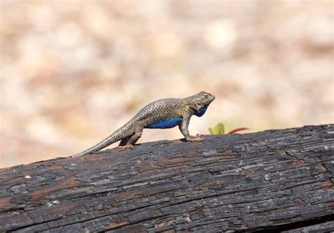 What Do Blue Belly Lizards Eat Diet Care And Feeding Tips