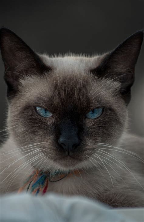 Brown And Black Cat With Blue Eyes · Free Stock Photo