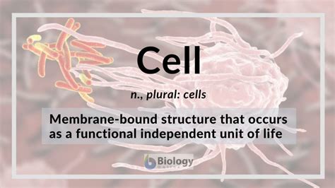 Cell Definition And Examples Biology Online Dictionary