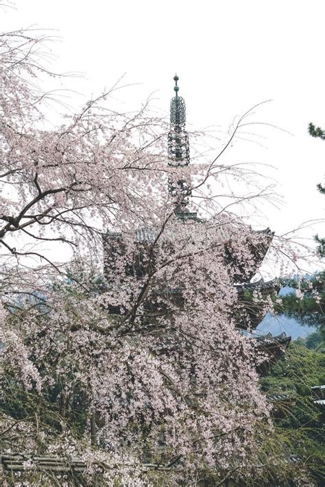 Cherry Blossoms In Kyoto In The Temples Of Daigo Ji April