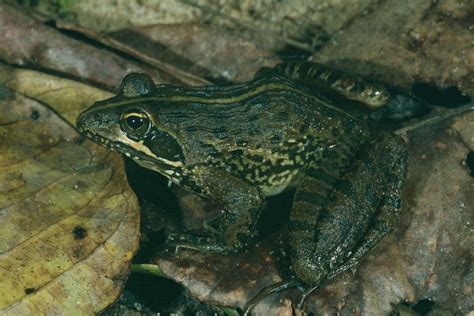 Reptiles And Amphibians Rana De Río De Angola Amietia Angolensis