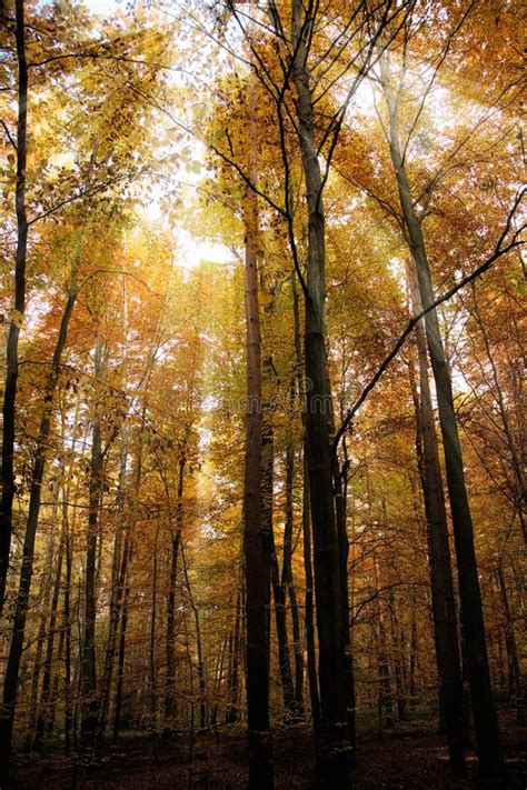 Autumn Forest Stock Image Image Of Sunbeam Leaf October 3771935