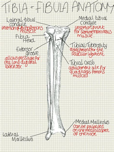 A Place To Find Hints Tips And Ask Questions Vet Medicine Anatomy