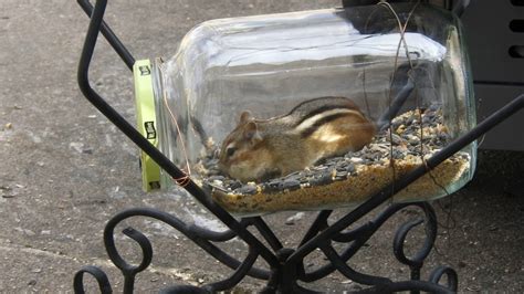 Chipmunk in a bottle..squirrel proof feeding.. - YouTube