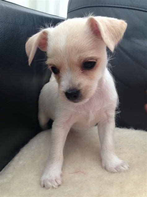 Chihuahua Terrier Mix Puppies For Sale Petsidi