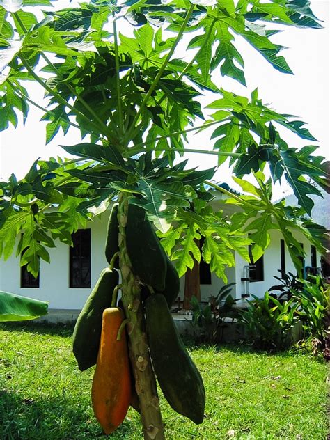 Cómo Cultivar Papaya Orgánica En Casa Recetas Y Consejos