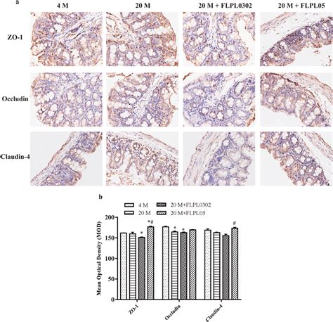Immunohistochemical Detection Of Intestinal Tight Junction Protein
