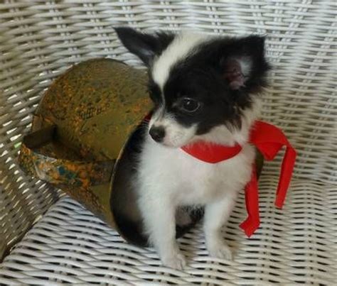 Although it is said like that, the white hair may it may be because of reduction in pigment. BEAUTIFUL BLACK/WHITE LONG HAIR CHIHUAHUA MALE PUPPY SEE ...