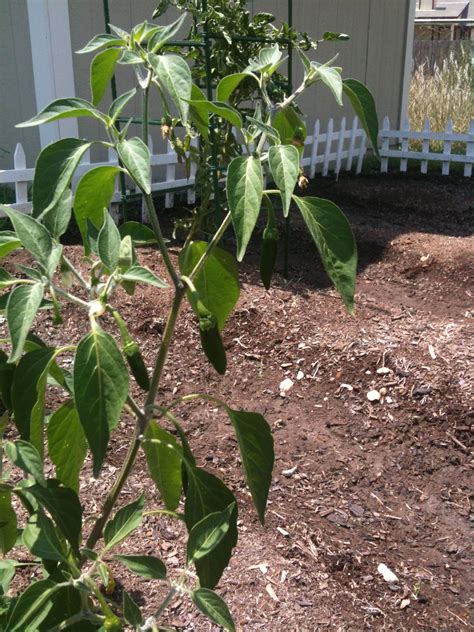 May 22, 2021 · they are slightly hotter than a jalapeno and smaller in size, but with a sweeter flavor. AUG 2012: The serrano peppers are doing great! | Plant ...