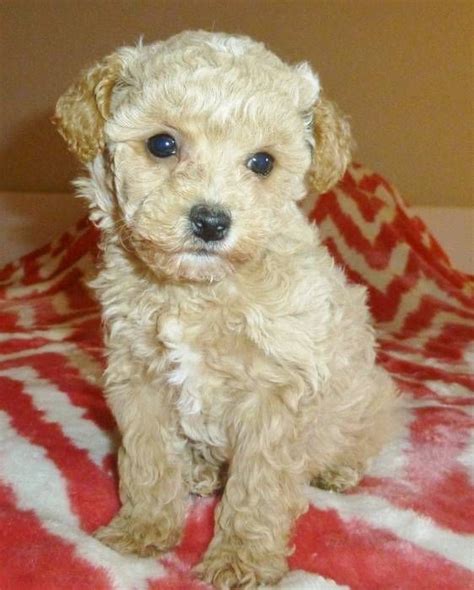 Toyshoodle X Toy Poodle Female Pups 1500 Each Toy Poodle Dogs For