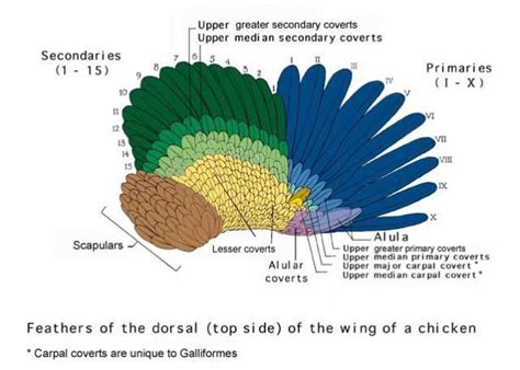 Diagrams,poultry parts,charts, and lots of reading Updated Nov. 13th